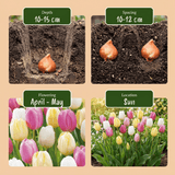 Tulpenbollen Sorbet mix
