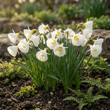 Daffodil bulbs White Petticoat