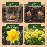 Narcisbollen Golden Ducat