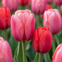 Tulpenbollen Pink-Red