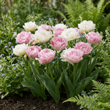 Tulpenbollen Double Sensation