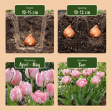 Tulipanløg Double Pink
