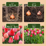 Tulpenbollen Pink-Red
