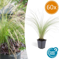 Stipa Tenuissima 'Ponytails' - 20cm