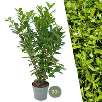 Grand laurier-cerise Rotundifolia pour haie de 10 mètres de long - 130cm