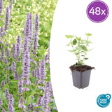 Product afbeelding 12