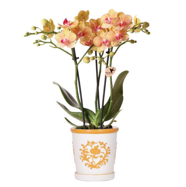 Orchidee (Phalaenopsis) inclusief pot 'Malaga' kopen bij Green Bubble
