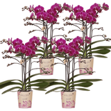 Product afbeelding 7