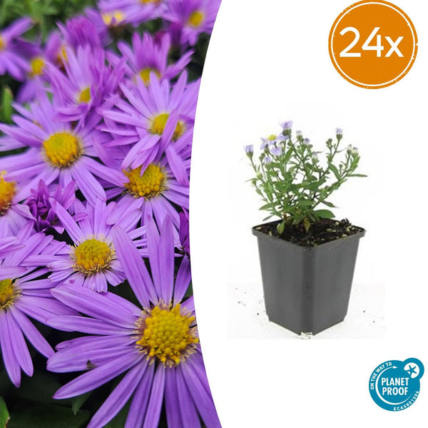 Aster 'Prof. Anton Kippenberg' - 20cm kopen bij Green Bubble