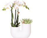 Product afbeelding 2