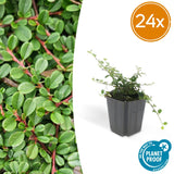 Product afbeelding 12