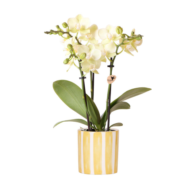 Orchidee (Phalaenopsis) inclusief pot 'Painted Stripe' kopen bij Green Bubble