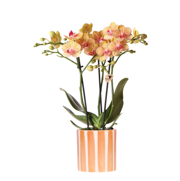 Orchidee (Phalaenopsis) inclusief pot 'Painted Stripe' kopen bij Green Bubble