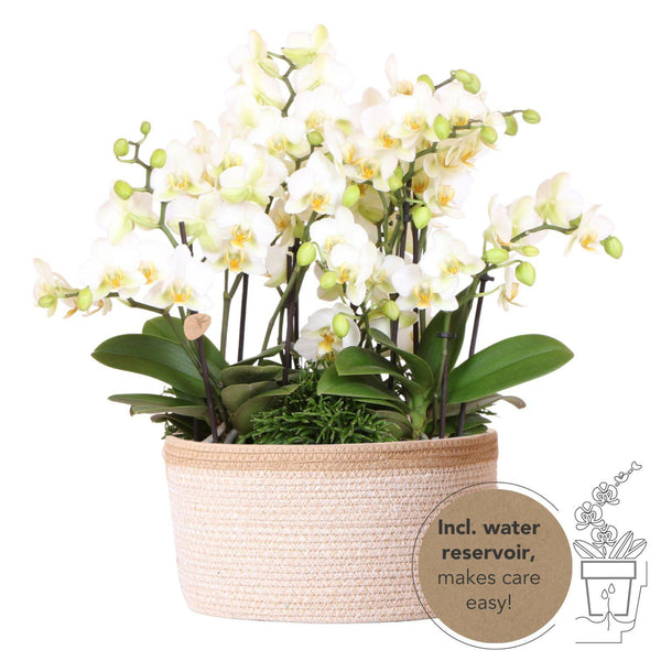Combi deal - 3x Orchidee (Phalaenopsis) + 3x Rhipsalis in witte mand met waterreservoir kopen bij Green Bubble