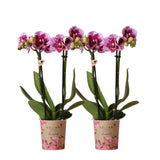 Product afbeelding 4