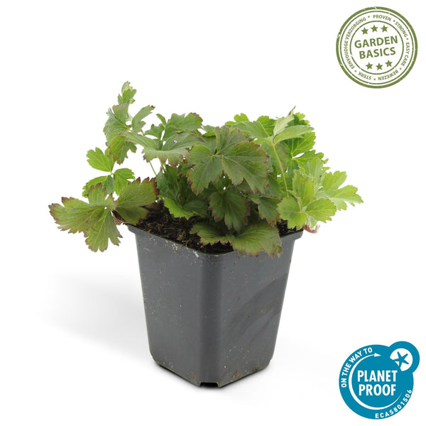 Waldsteinia Ternata - 20cm kopen bij Green Bubble
