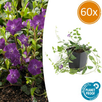 Vinca Minor 'Atropurpurea' - 20cm