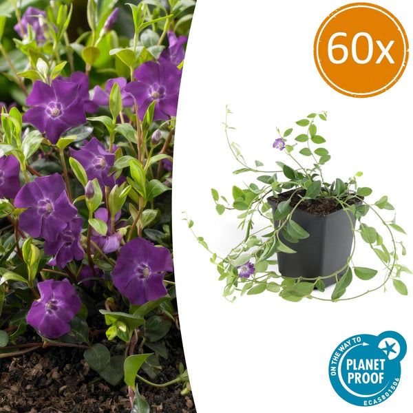 Vinca Minor 'Atropurpurea' - 20cm kopen bij Green Bubble