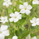 Product afbeelding 5