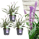 Product afbeelding 5
