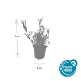 Product afbeelding 4