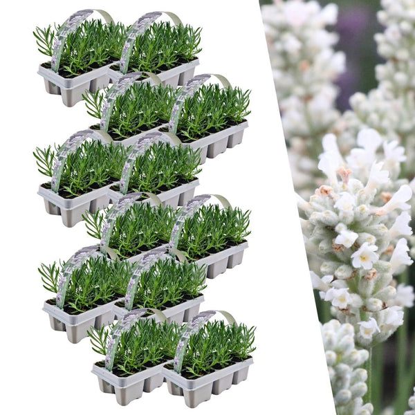 Set Lavendel Angustifolia - 15 cm kopen bij Green Bubble