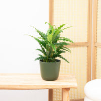 Calathea blågräs - 35 cm