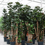 Product afbeelding 2