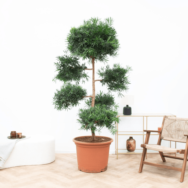 Podocarpus Macrophyllus - 250cm kopen bij Green Bubble