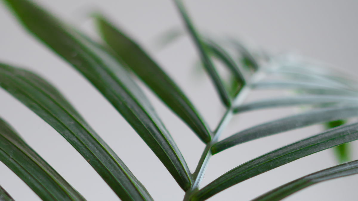 Skötsel av Kentia palm verzorging - Green Bubble
