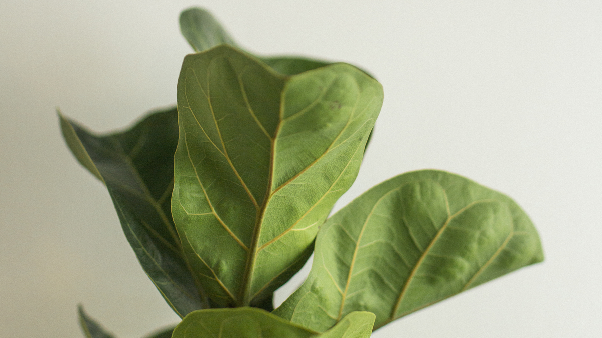 Pflege Ficus verzorging - Green Bubble
