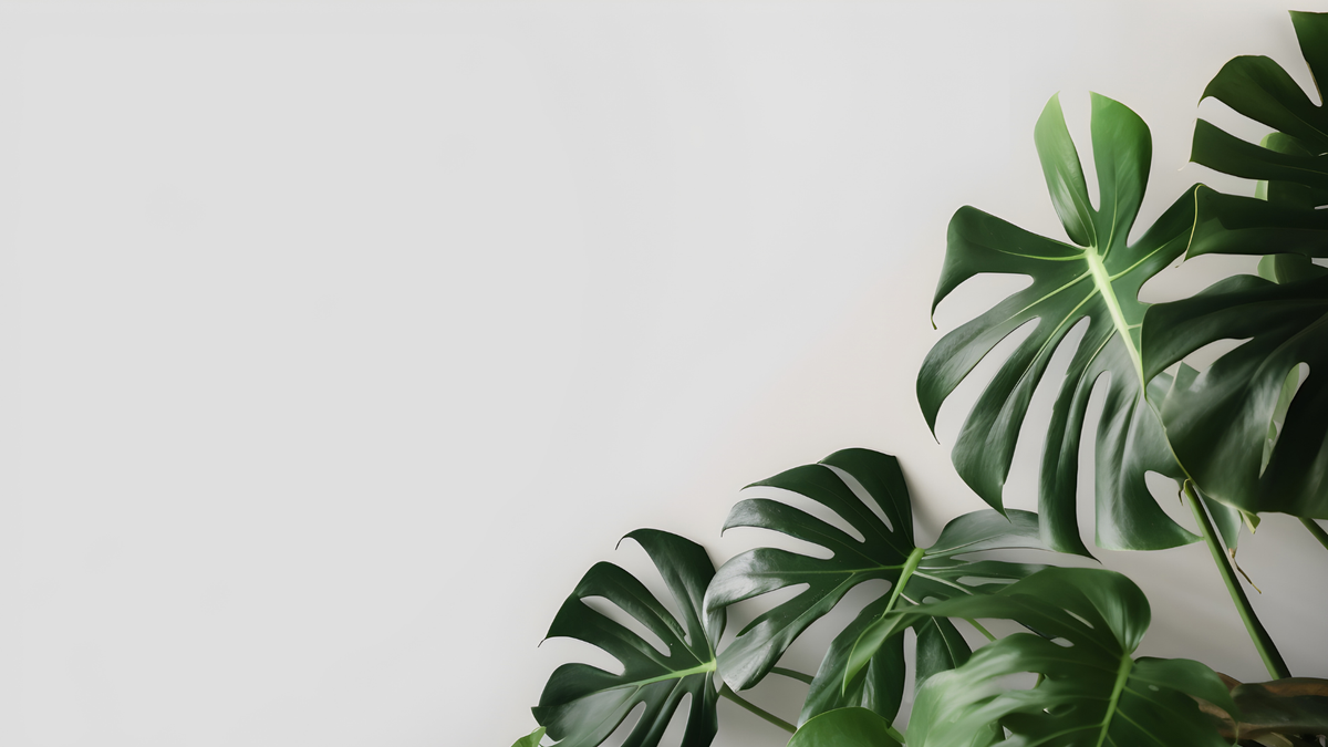 Monstera care verzorging - Green Bubble