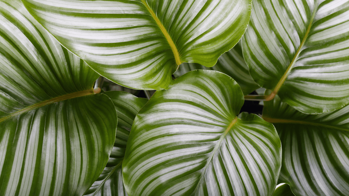 Pleje af calathea verzorging - Green Bubble
