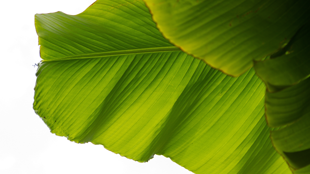 Pflege der Bananenpflanze verzorging - Green Bubble