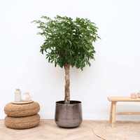 Schefflera op stam - 210cm
