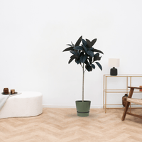 Ficus Elastica Abidjan stam - 130cm