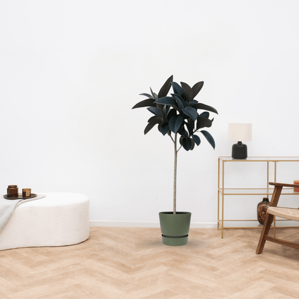 Ficus Elastica Abidjan stam - 130cm kopen bij Green Bubble