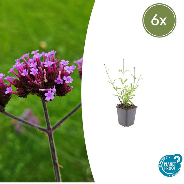 Verbena Bonariensis 'Lollipop' - 20cm kopen bij Green Bubble