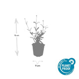 Product afbeelding 3