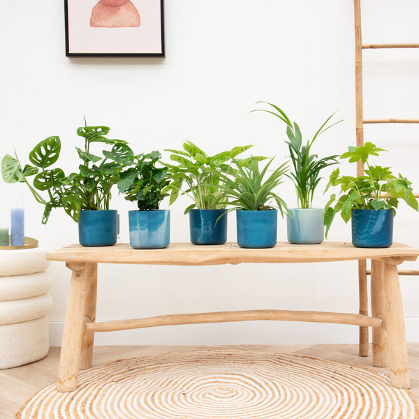 Verrassingsbox - 6 planten inclusief elho Ocean Round kopen bij Green Bubble