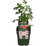 Bio-Feigenbäume - 20cm