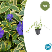 Vinca Minor 'Blue and Gold' - 20cm