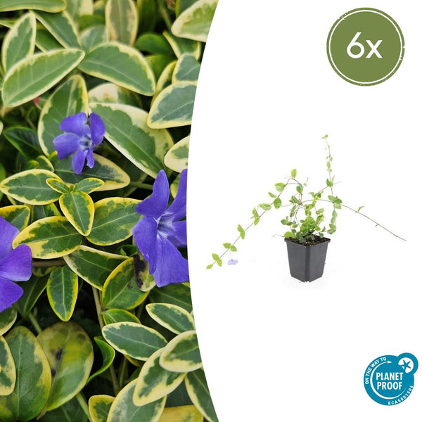 Vinca Minor 'Blue and Gold' - 20cm kopen bij Green Bubble