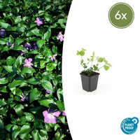 Vinca major - 20cm