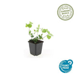 Product afbeelding 3