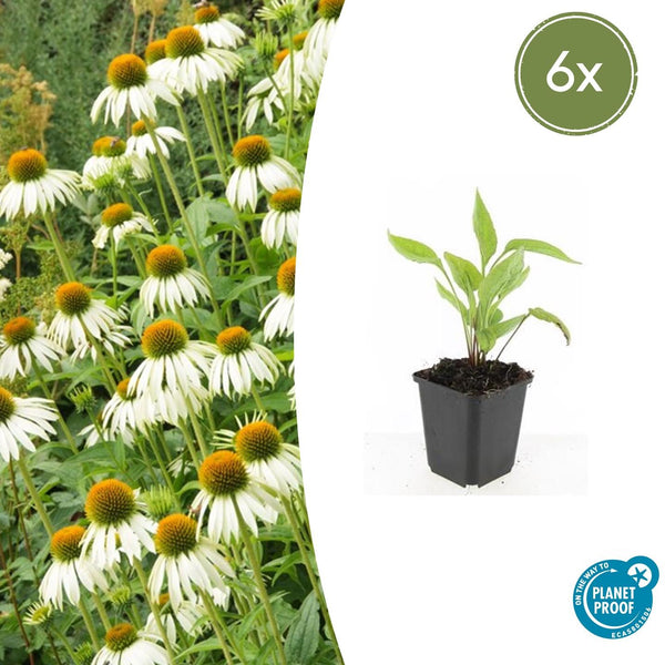 Echinacea purpurea 'White Swan' - 20cm kopen bij Green Bubble