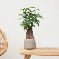 Wout S - 30cm